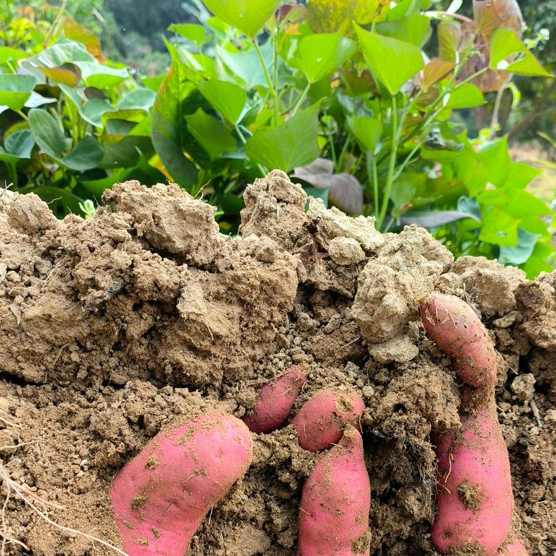 高州亚生农产品