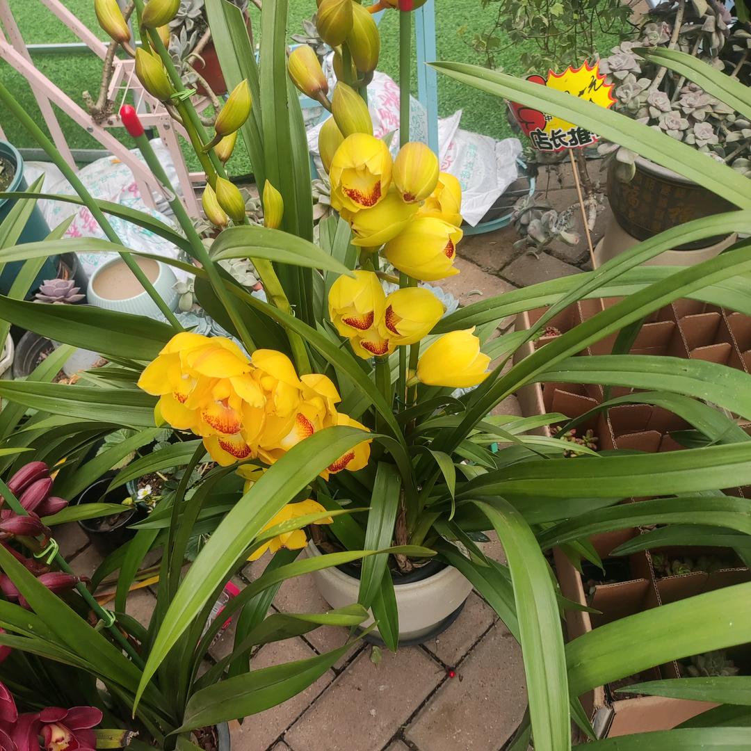 龚三哥