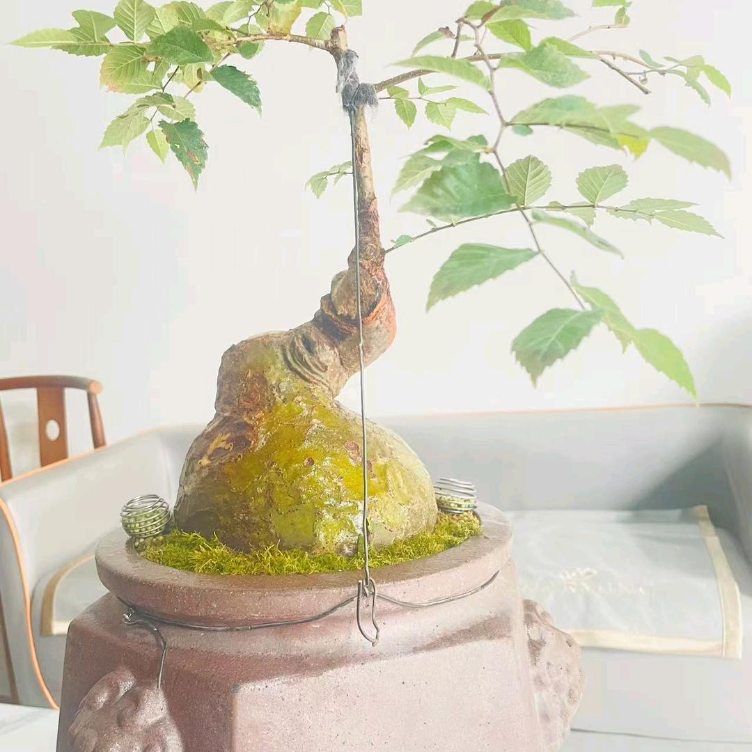 枫璟阁