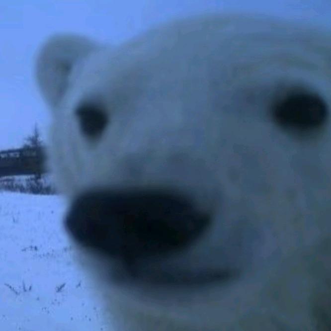 PolaRBear