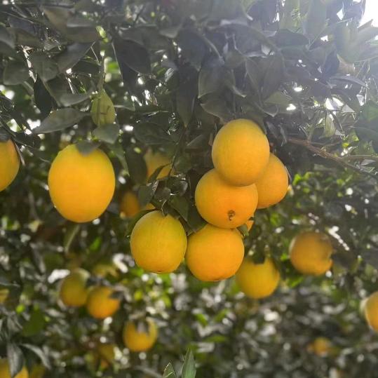 清晨一笑🍎🍎