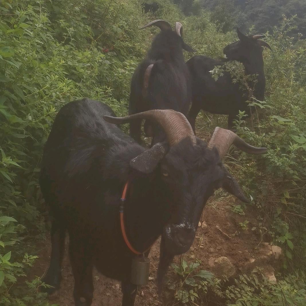 琦哥养黑山羊