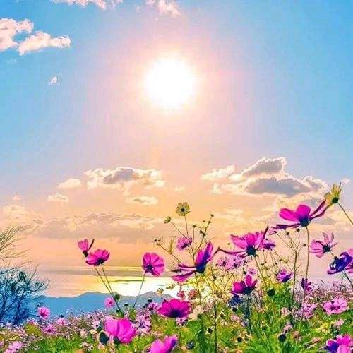 花漫九州🌹