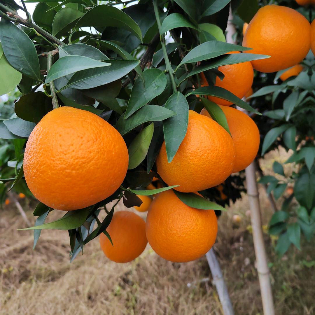 橘子哥