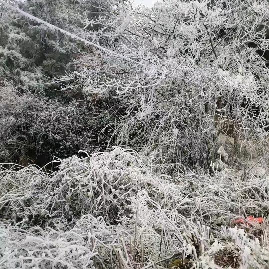 罗