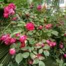 🍁低调点做人🍁