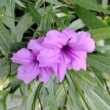 岁月静好  求点赞评论关注