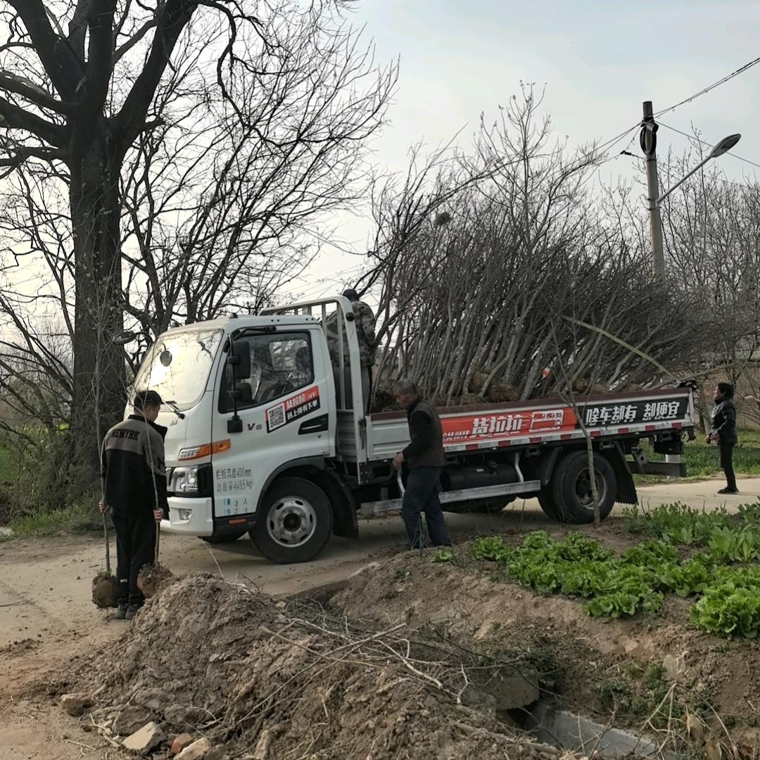 锦榴园专营店临潼火晶柿子树