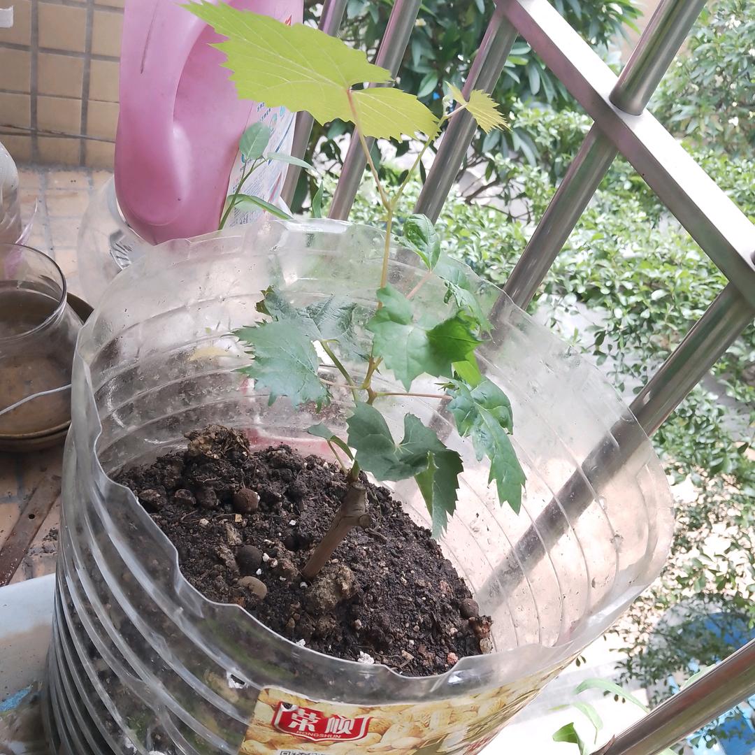 陈默是金