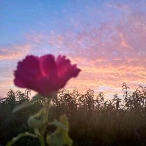 飘渺的尘埃   茉莉