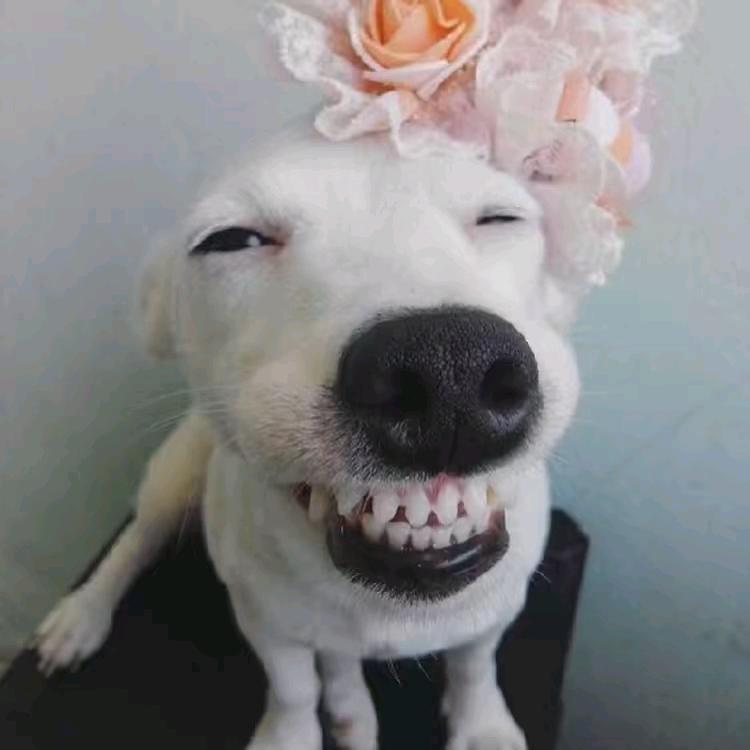 欢哥
