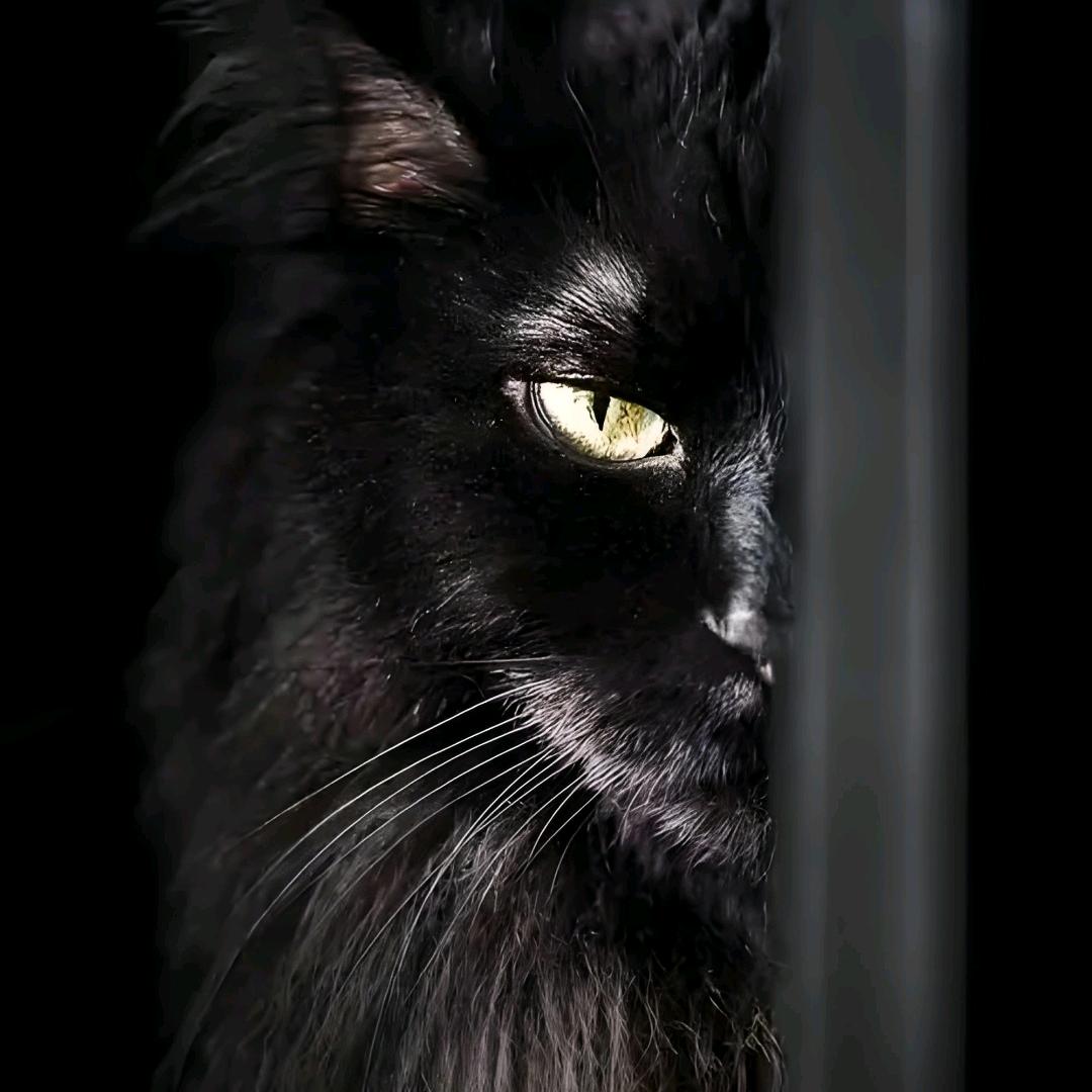 猫猫咪吖