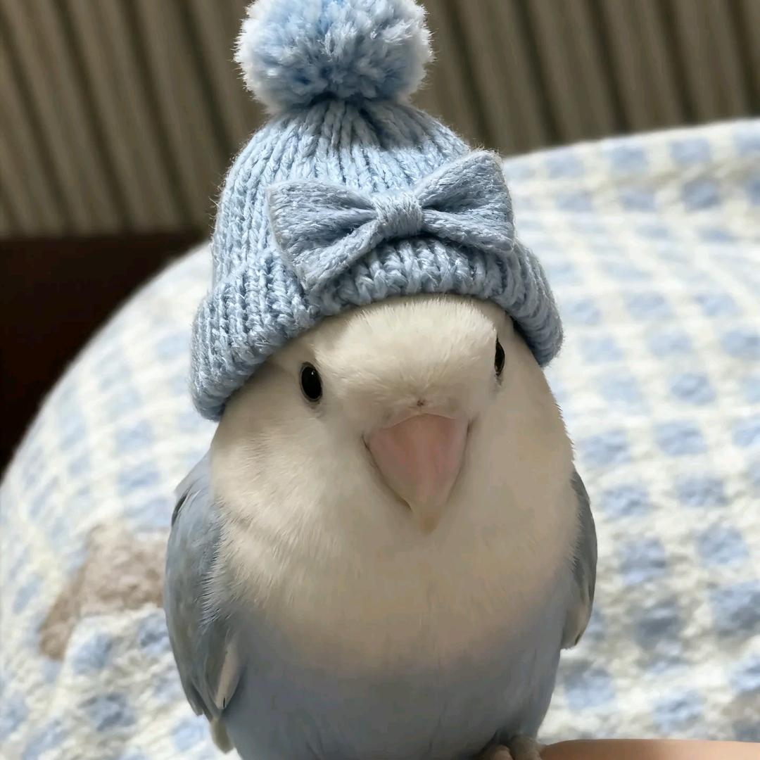 萌宠优选百货商行