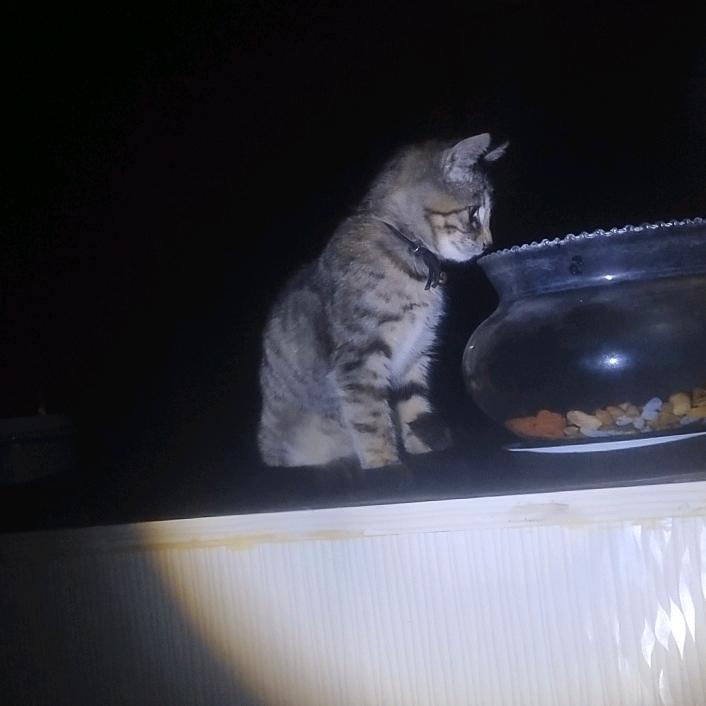安追