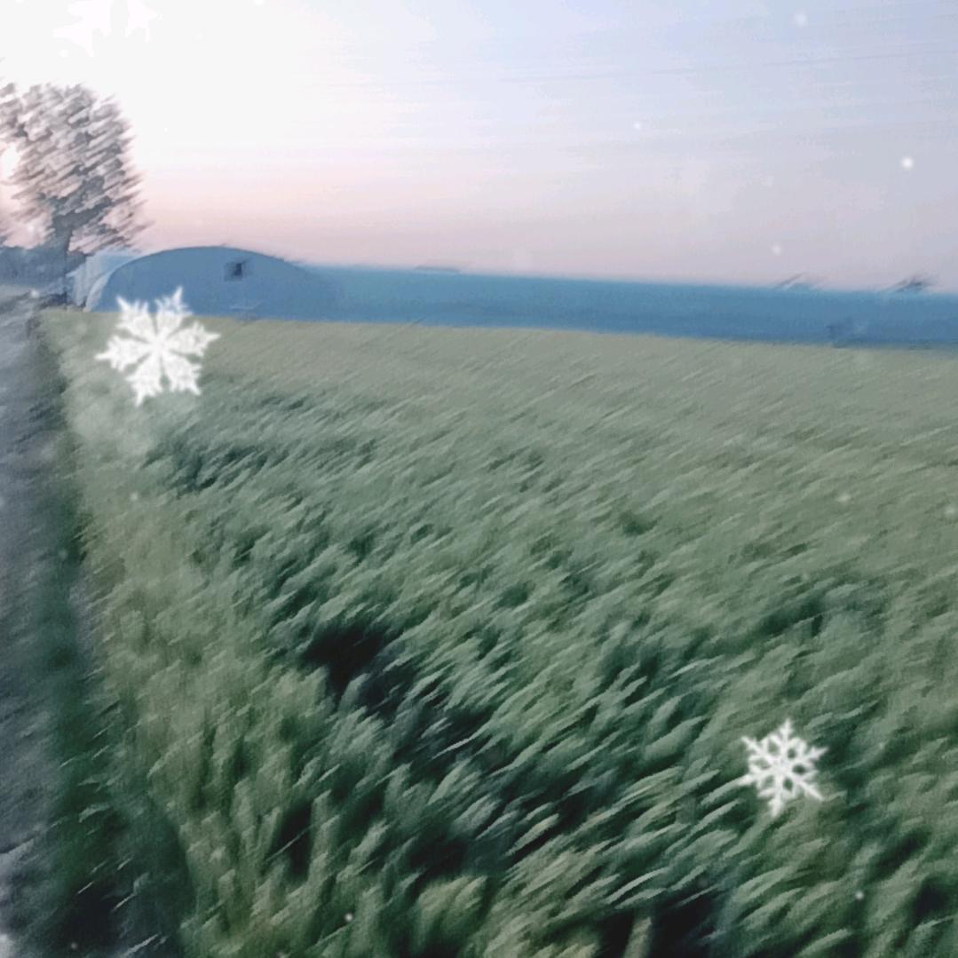 芹菜西瓜种植