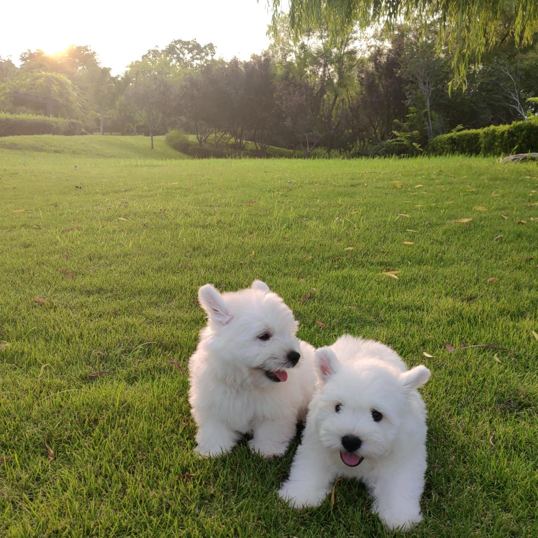 西瓜地里数西瓜