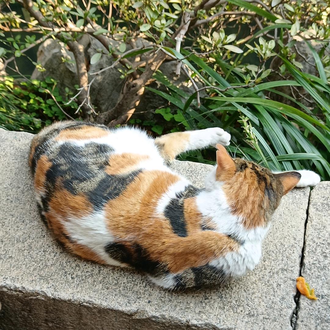 喵言喵语