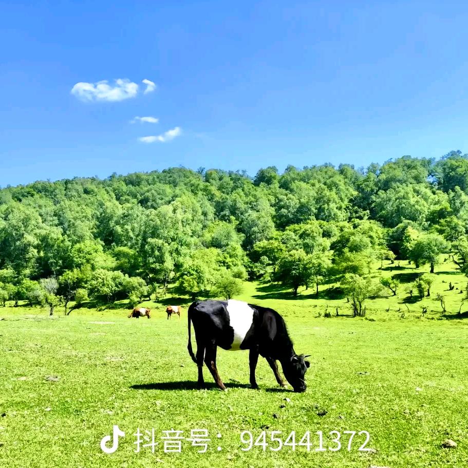 清草哥助力号