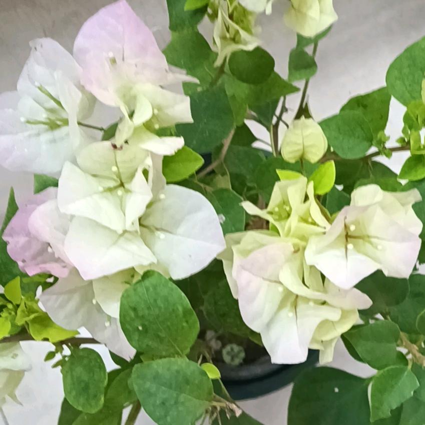 风雨过后是阳光