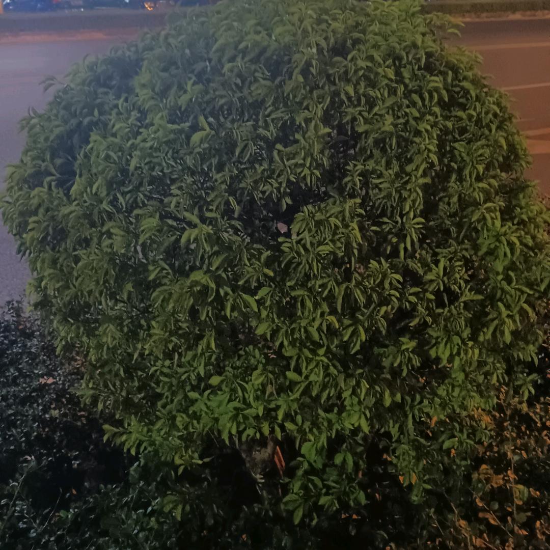 狼