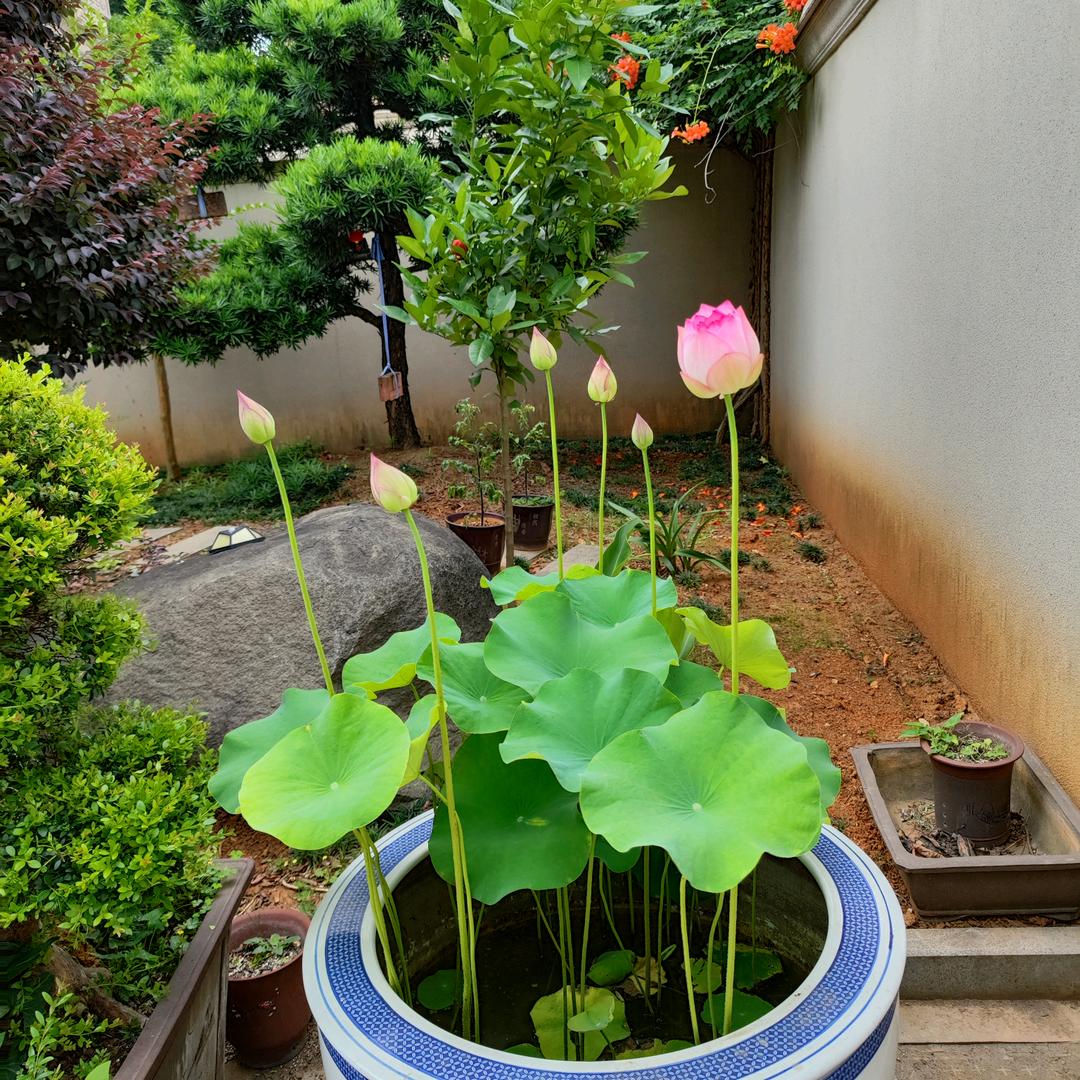 夏丰