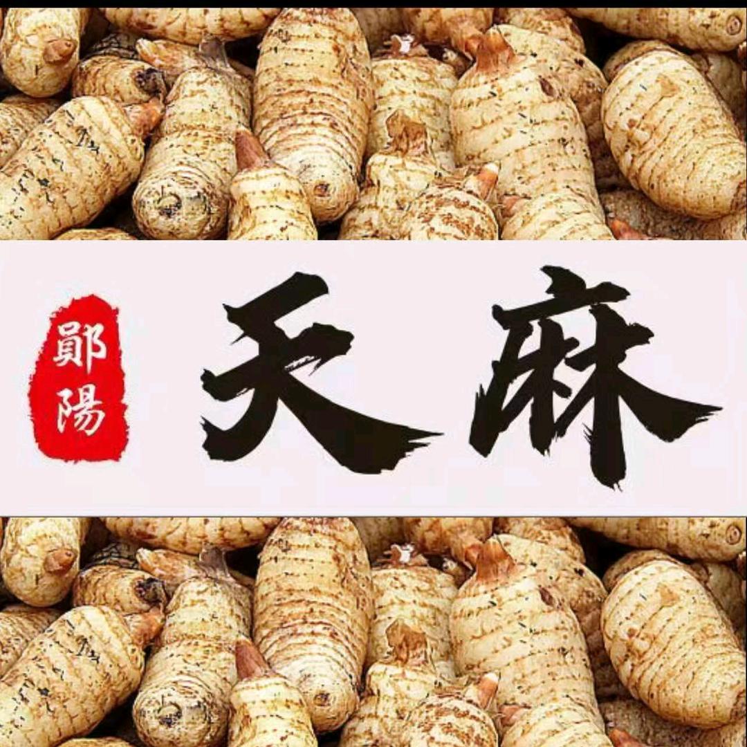 郧阳天麻框栽种植~申老师