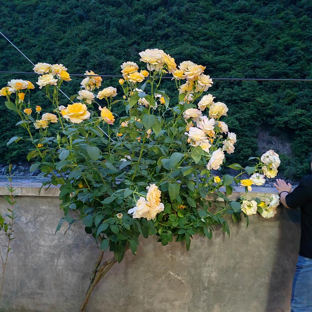 郭自安