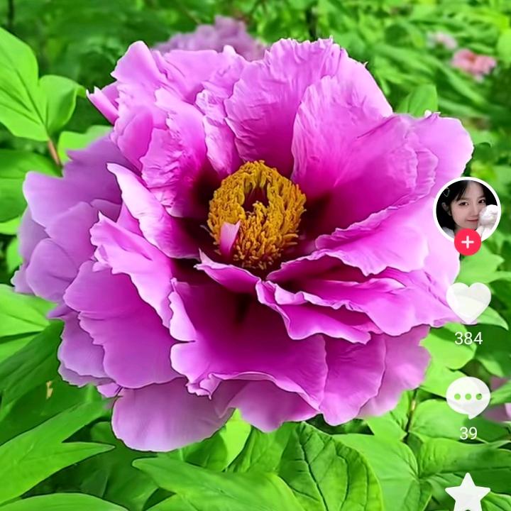 春暖花开（明姐）