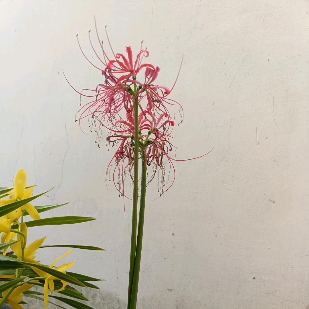 彼岸花开开彼岸