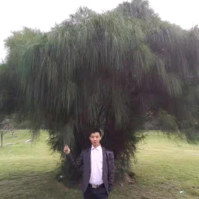 孤独的狼