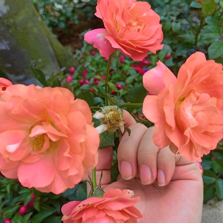 大英子