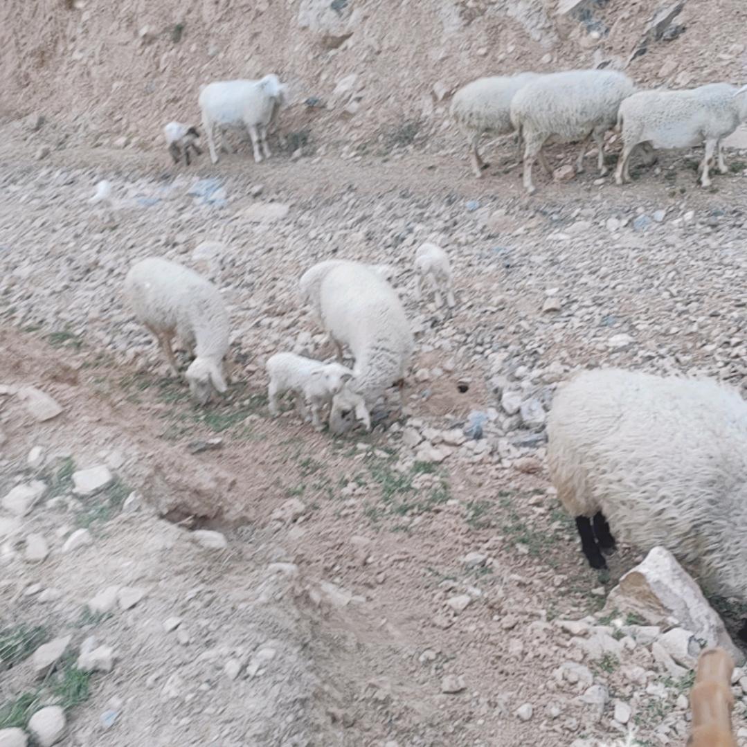 万荣县汉薜镇柳林庄牧羊人解仁伍