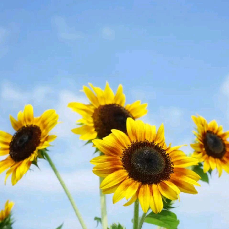 ٩( 'ω' )و 一路向钱