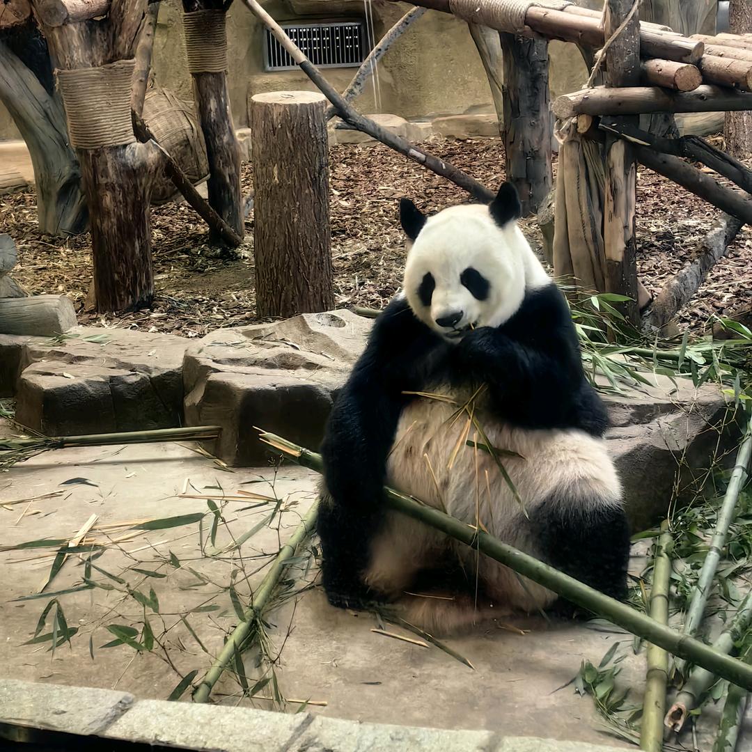 糖千