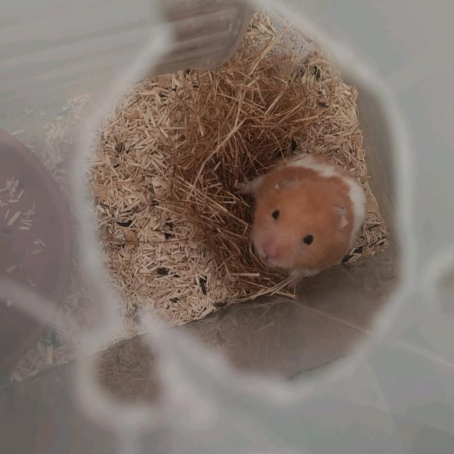 林珏