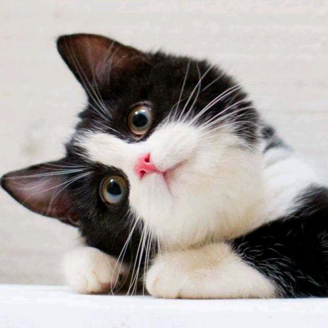 @楚有才  越南业务人