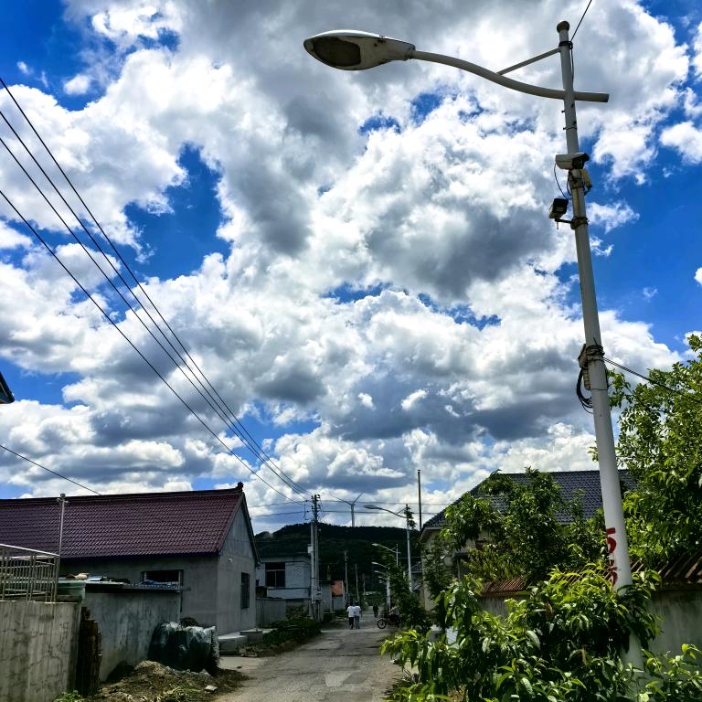 一只隼