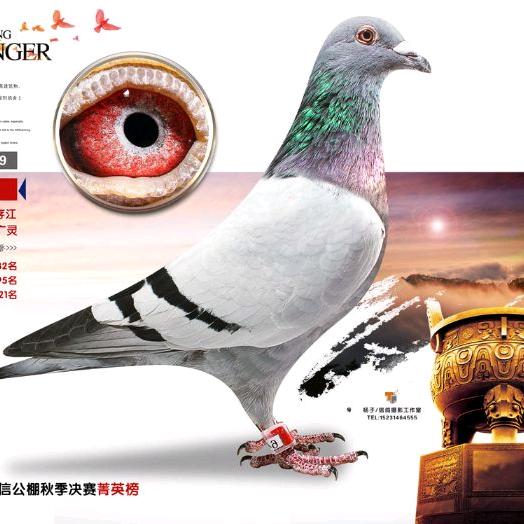 精品鸽店