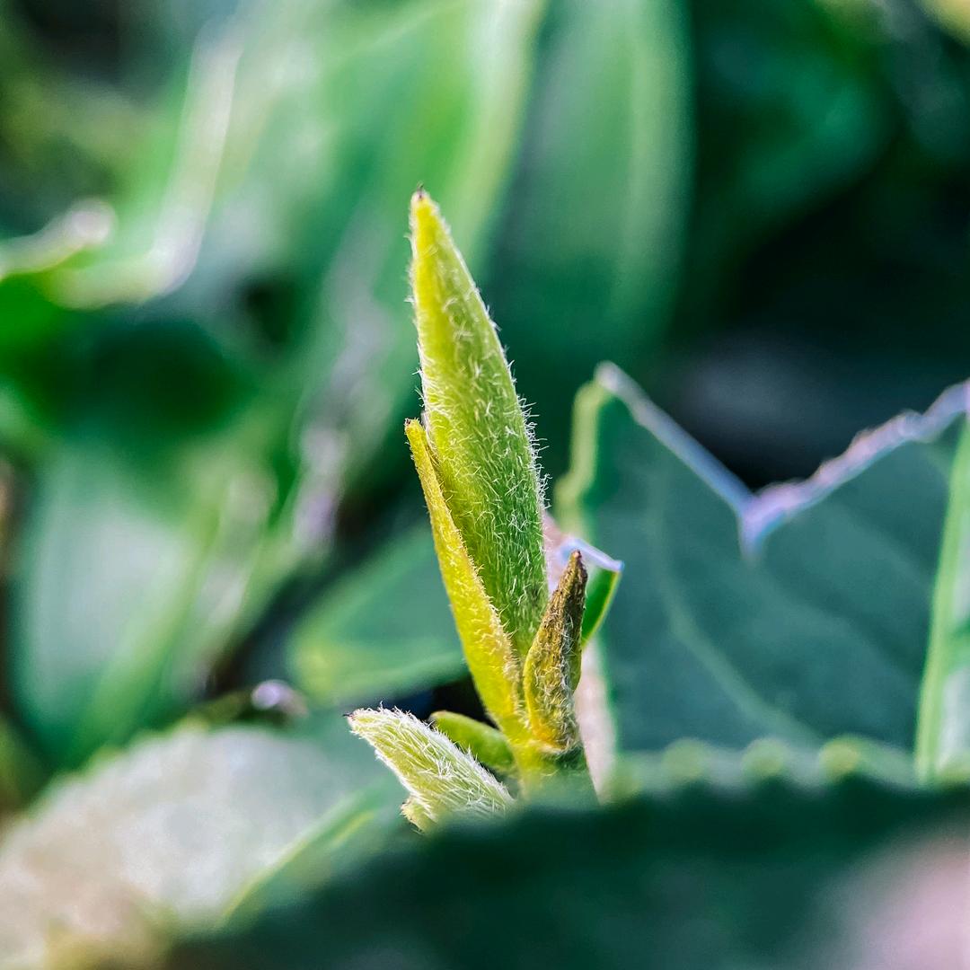 国谦白茶团购服务中心