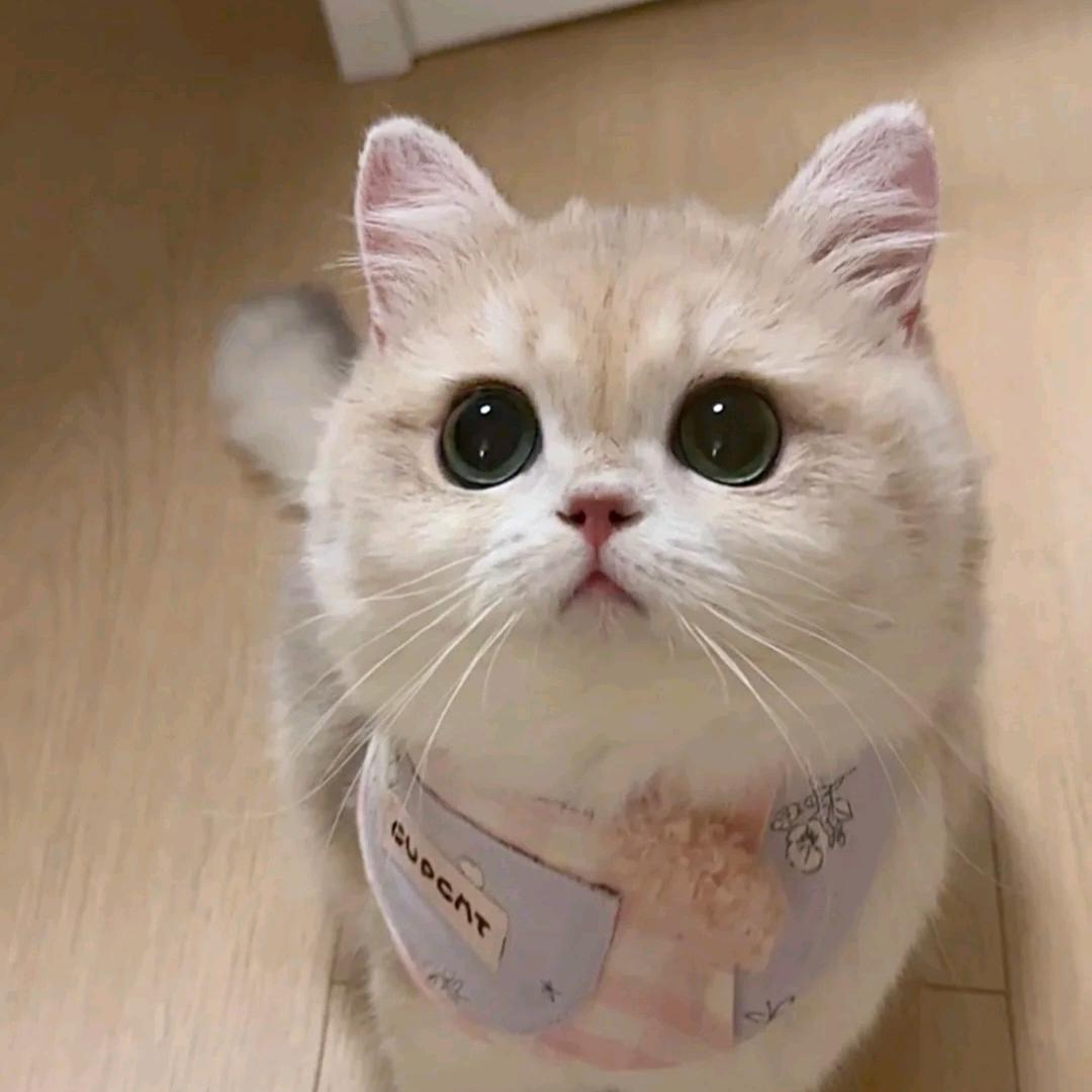 爱吃猫的鱼🐟🐟