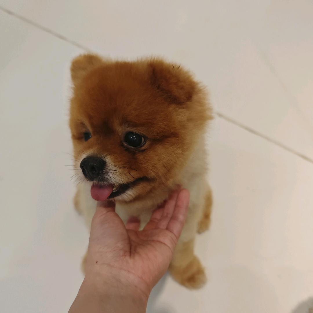 小太阳🌞