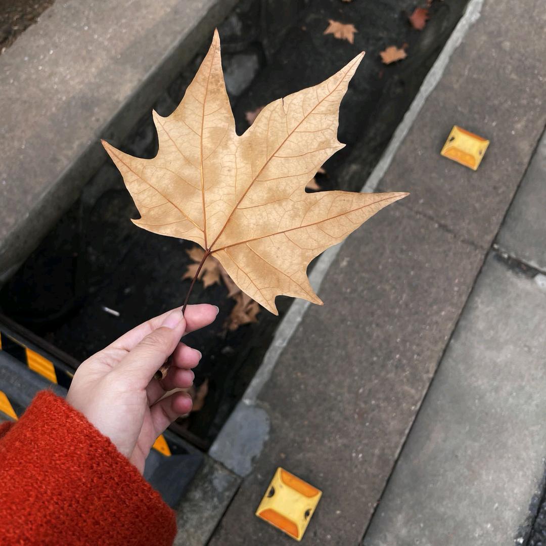 沉鱼