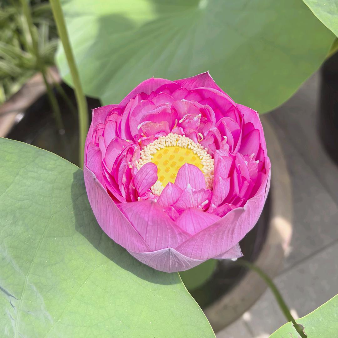 模样