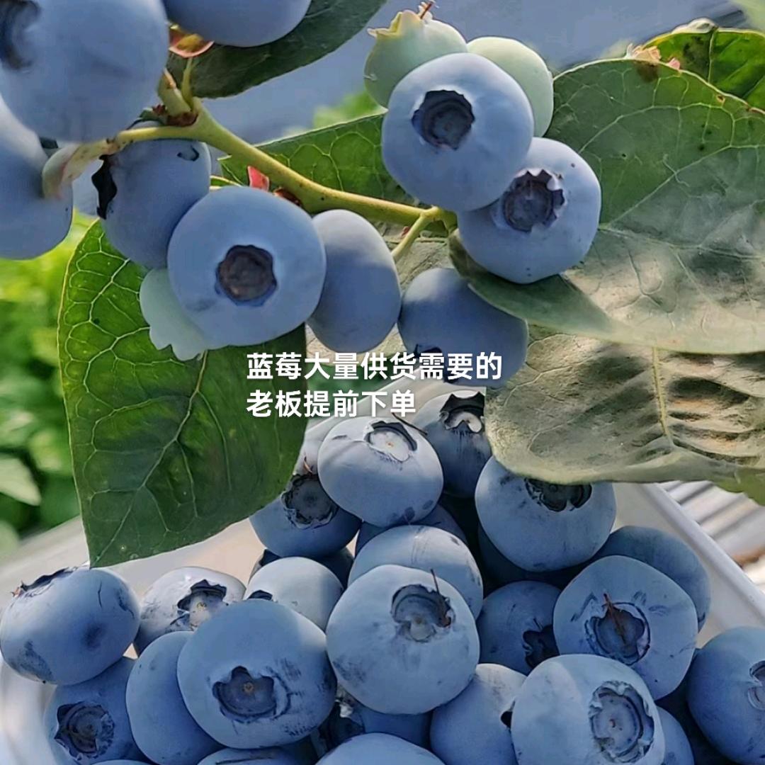 老虢果蔬合作社