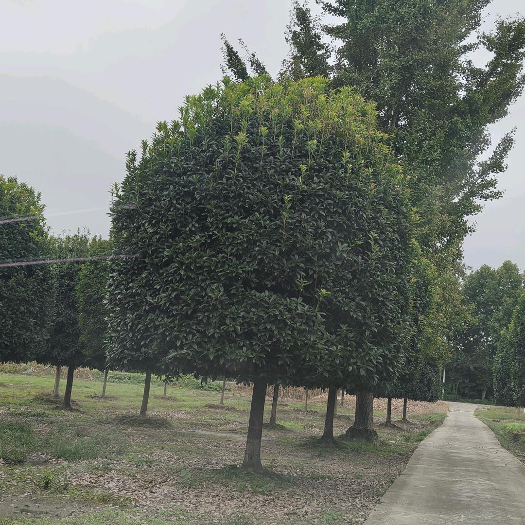 磊石园艺场