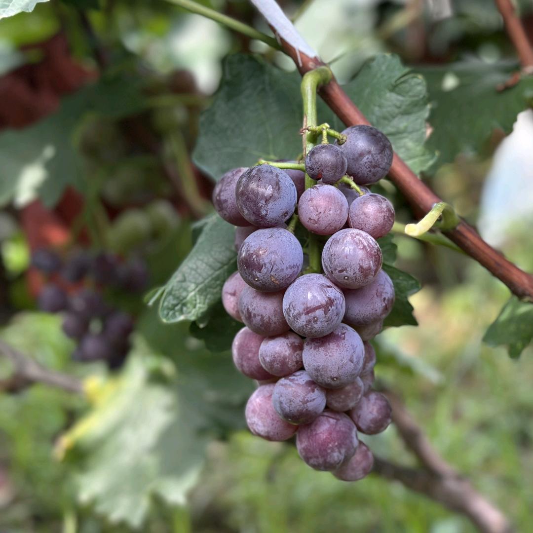 沂南埠子葡萄🍇