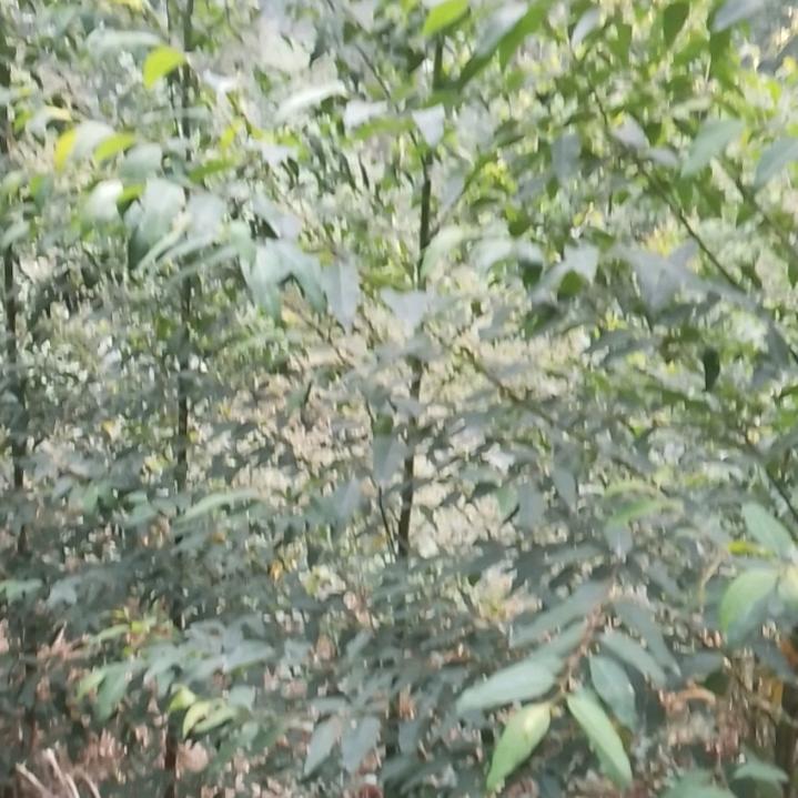 单身哥
