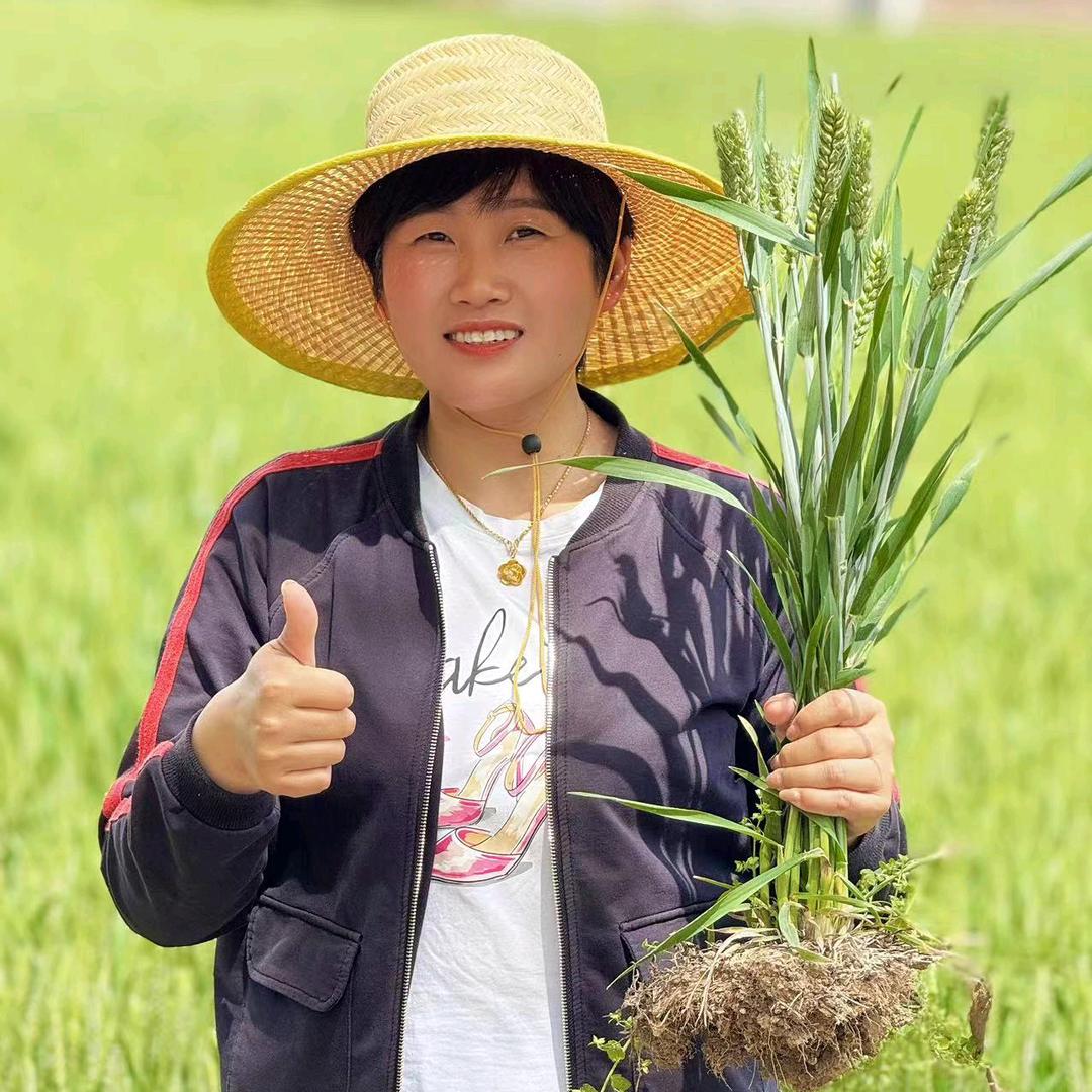 丰收侠姐（国禾麦）