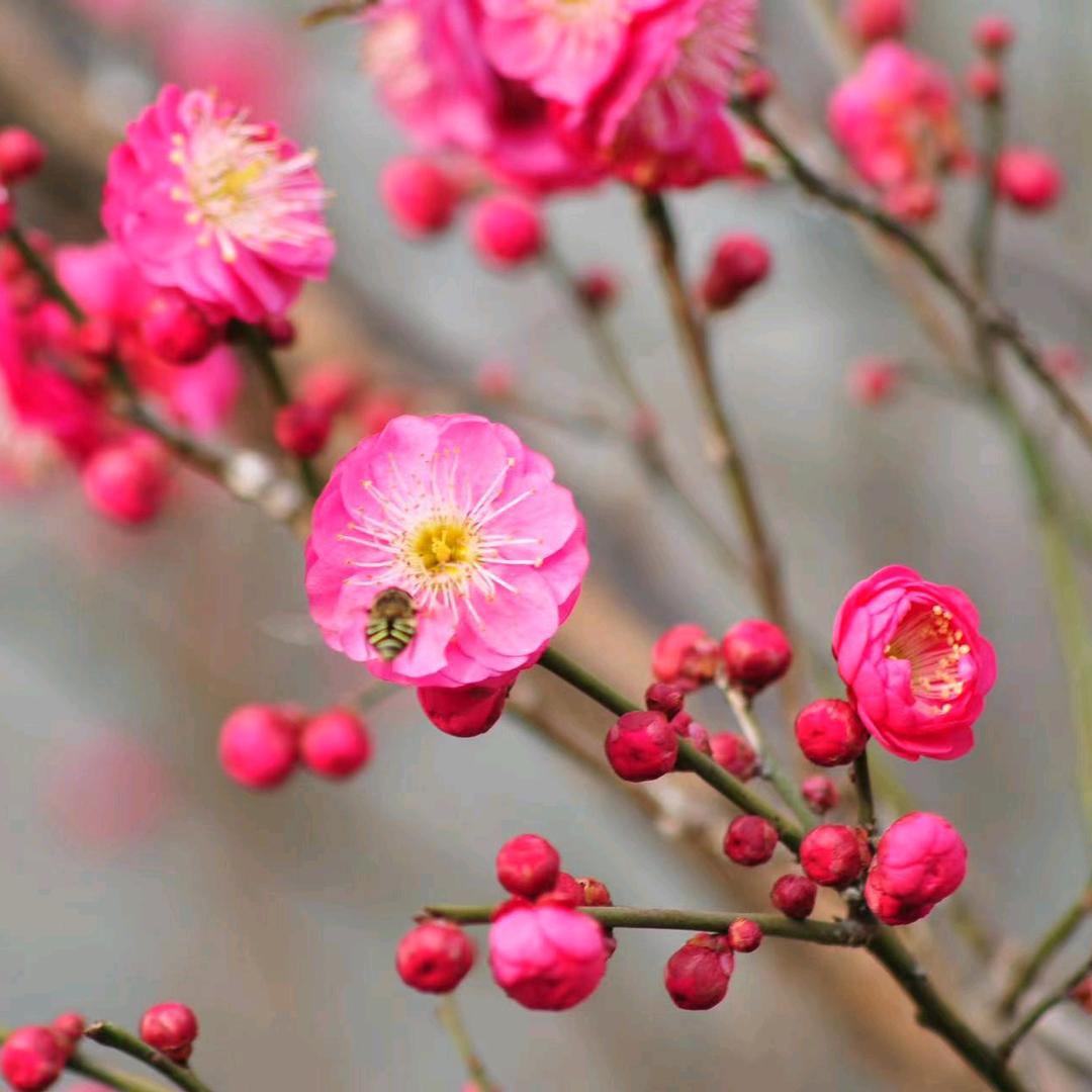 红梅花儿开