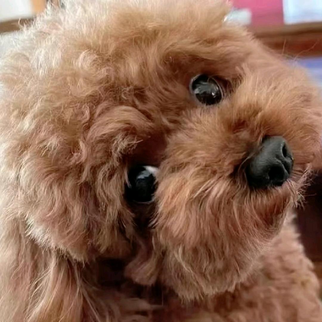 北马文化，，《结善缘》